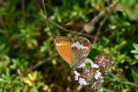Coenonympha arcania