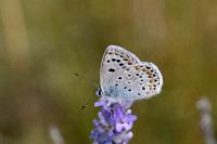 Polyommatus escheri