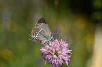 Satyrium spini
