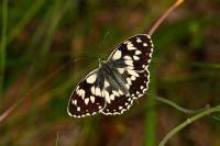 Melanargia galathea
