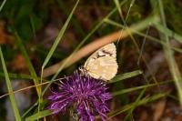 Melanargia galathea