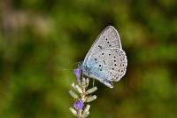 Polyommatus amandus