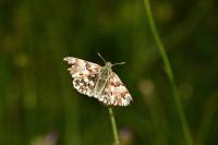 Muschampia lavatherae