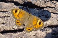 Lasiommata maera
