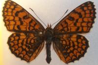Melitaea deione