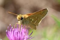 Hesperia comma