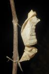 Papilio machaon