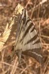 Iphiclides podalirius/feisthamelii