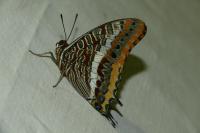 Charaxes jasius
