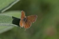 Cacyreus marshalli