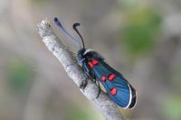 Zygaena lavandulae