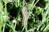 Zygaena occitanica