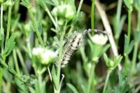 Zygaena occitanica