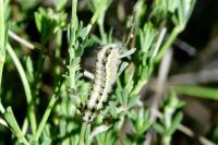 Zygaena occitanica