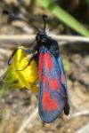 Zygaena loti