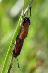 Zygaena loti