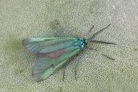 Jordanita budensis