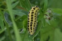 Zygaena filipendulae