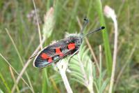 Zygaena rhadamanthus