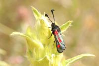 Zygaena sarpedon