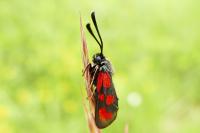 Zygaena loti
