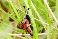 Zygaena rhadamanthus