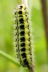 Zygaena transalpina