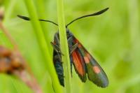 Zygaena trifolii
