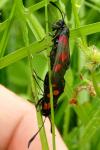 Zygaena trifolii