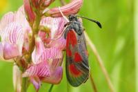 Zygaena loti