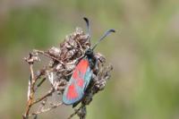 Zygaena loti