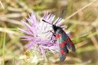 Zygaena filipendulae