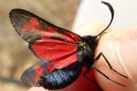 Zygaena filipendulae