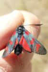 Zygaena filipendulae