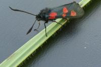 Zygaena trifolii