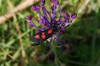 Zygaena trifolii