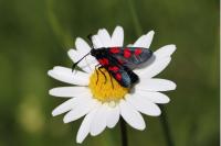 Zygaena trifolii