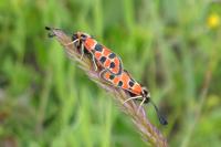 Zygaena fausta