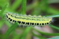 Zygaena transalpina