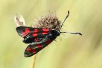 Zygaena filipendulae