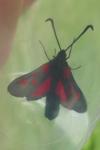 Zygaena trifolii
