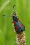 Zygaena trifolii