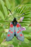 Zygaena trifolii
