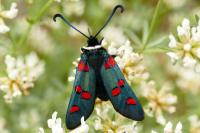 Zygaena lavandulae