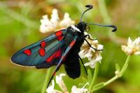 Zygaena lavandulae