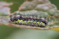 Aglaope infausta