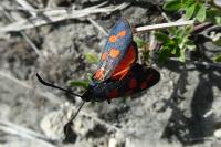 Zygaena transalpina