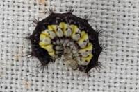 Aglaope infausta