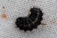 Aglaope infausta