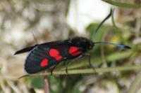 Zygaena trifolii